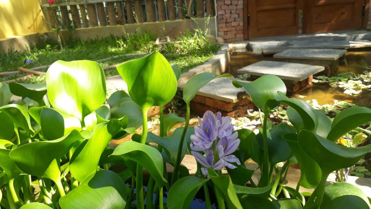فندق Pink Tulip هوي ان المظهر الخارجي الصورة